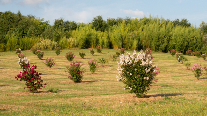 135 lagerstroemias en fleur à la Palmeraie de Bétous  