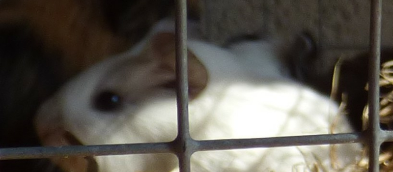 Le marché aux animaux d'Armentieux