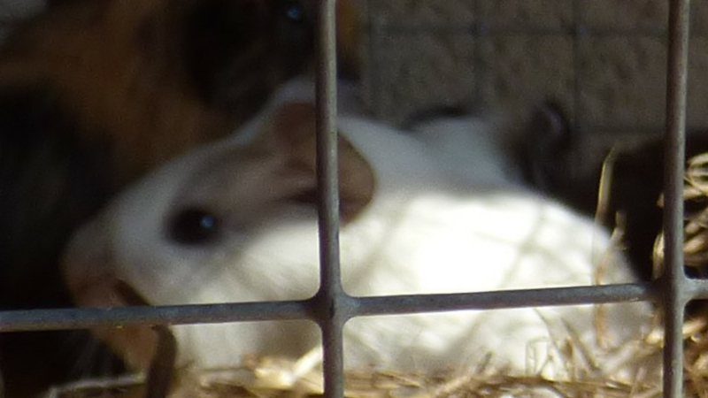 Le marché aux animaux d'Armentieux