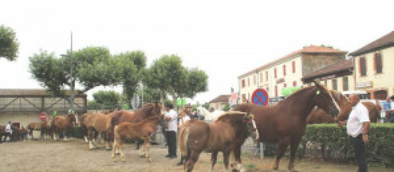 Concours de chevaux de trait