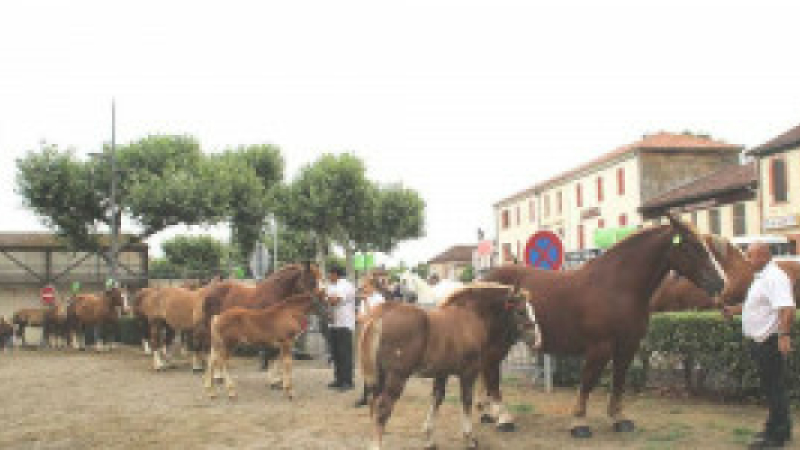 Concours de chevaux de trait