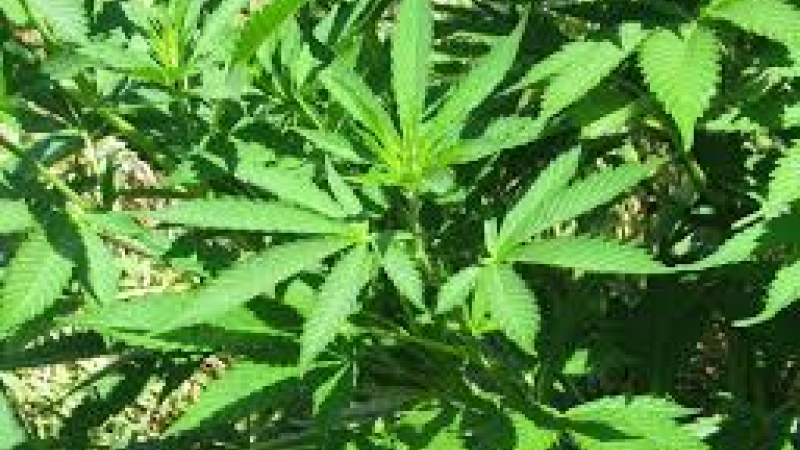 Le cannabis pousse bien dans le Gers mais ...