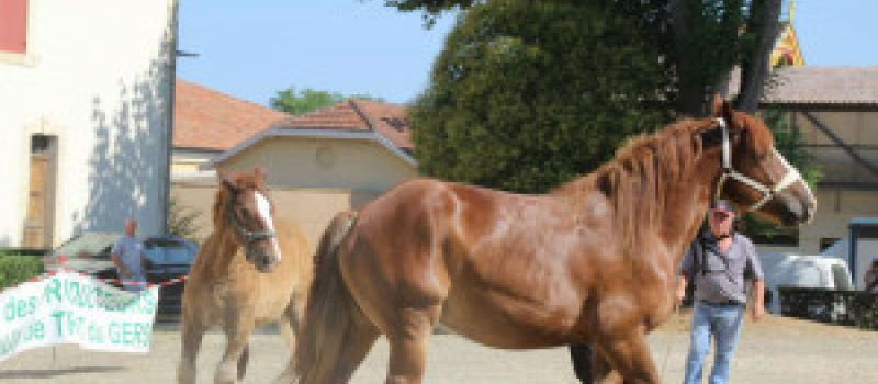 Concours de chevaux de trait 