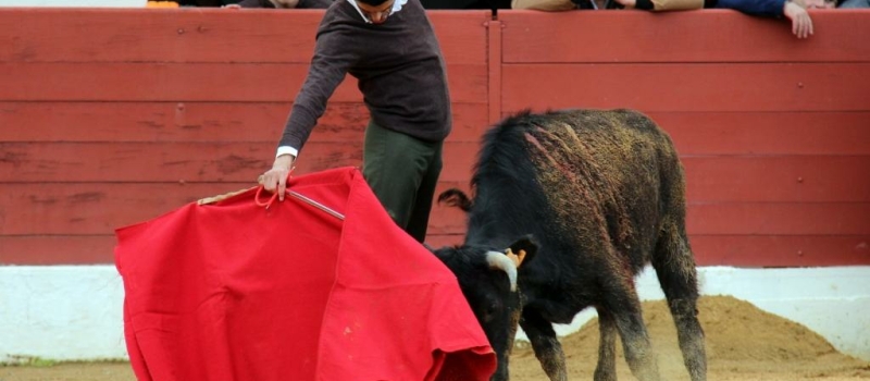 Toros y Vinos