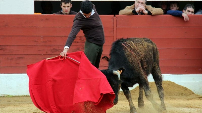 Toros y Vinos