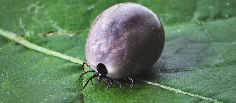 Conférence sur la maladie de Lyme