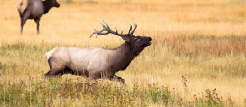 Fête de la chasse et de la nature