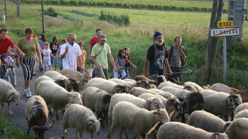 Passage de la Route-de-la-transhumance  à Saint-Griède