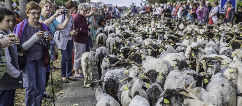 Programme de la Journée de la transhumance à Toujouse  