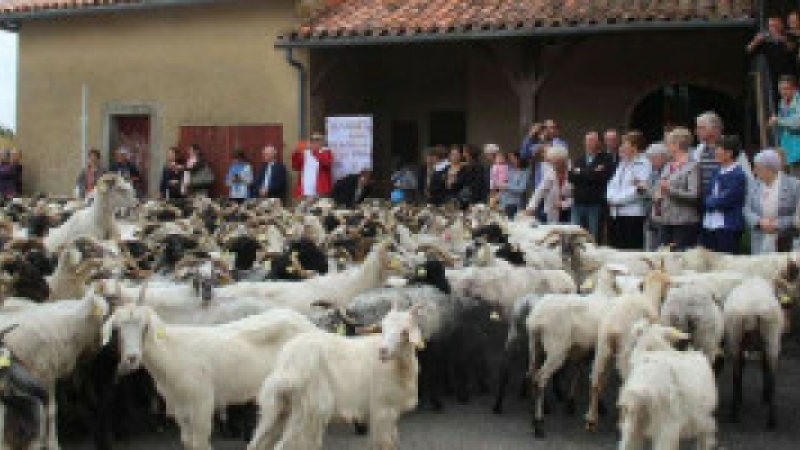 La route de la Transhumance à Castex