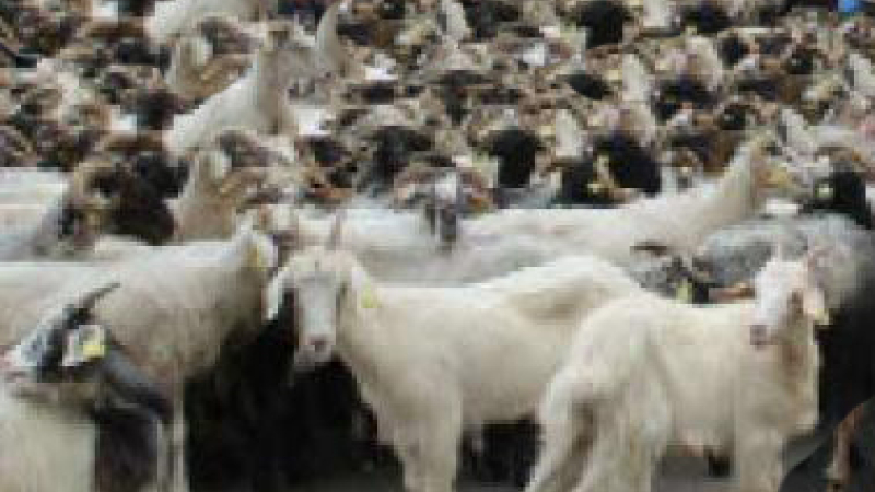 La route de la Transhumance à Lannemaignan