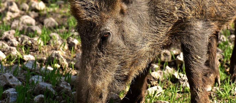 Peste porcine africaine : l'inquiétude des professionnels et des chasseurs