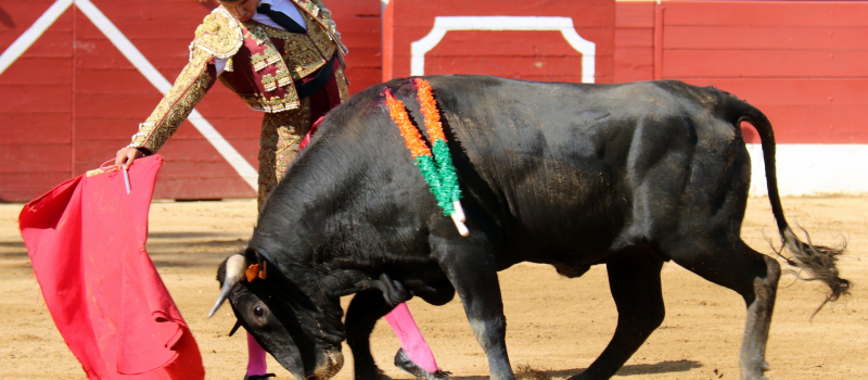 Toros y Vinos la novillada