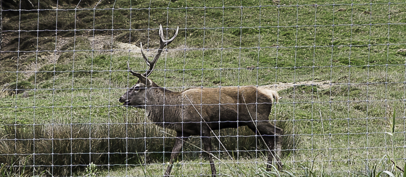 Écouter le brame du cerf au Houga  