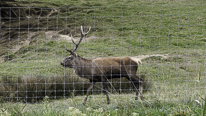 Écouter le brame du cerf au Houga  
