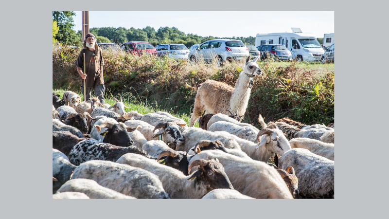 Arrivée du troupeau en transhumance à Toujouse  