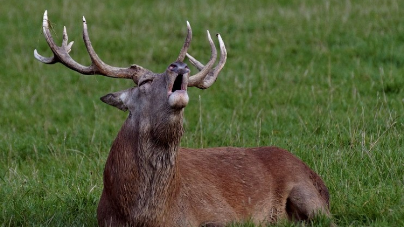 Le brame du cerf à découvrir avec le CPIE Pays Gersois