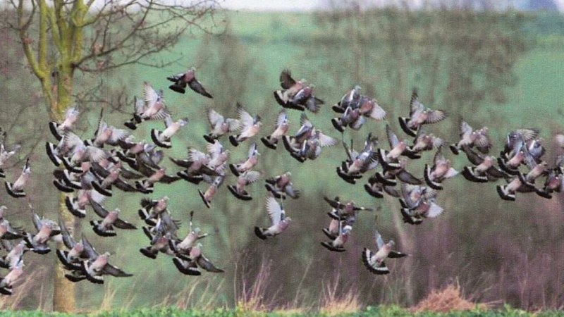 A.G .Chasse à la palombe