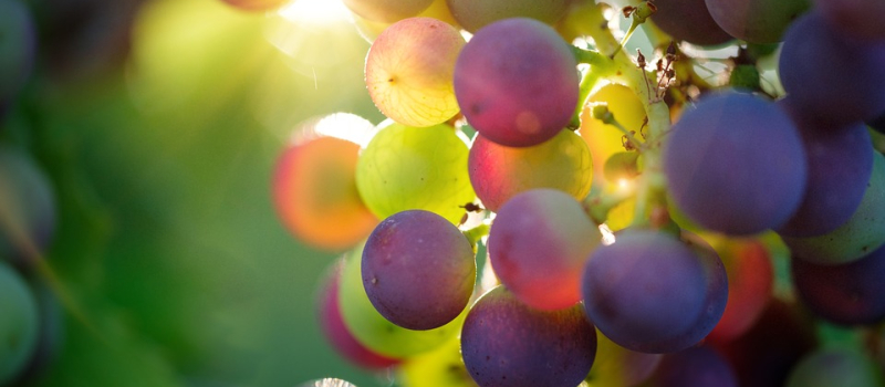 Fête des vendanges