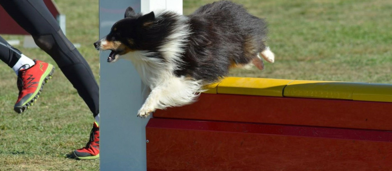 Une discipline sportive à pratiquer avec son chien et en famille