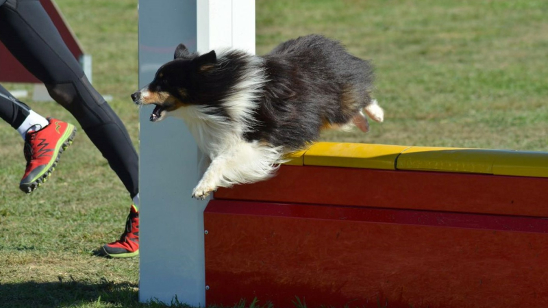 Une discipline sportive à pratiquer avec son chien et en famille