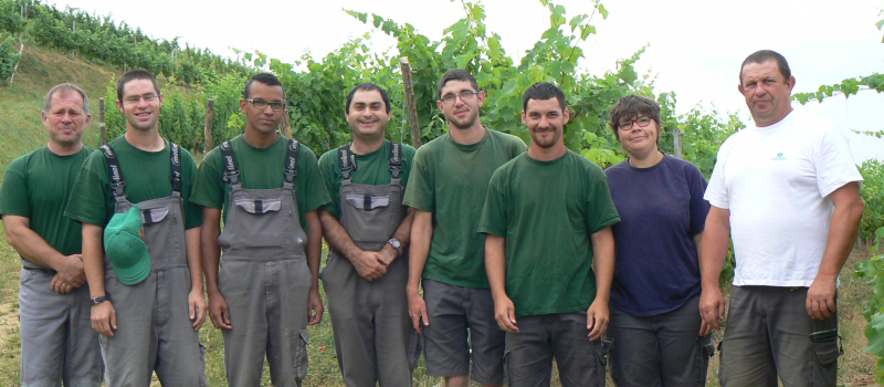 Vendanges sur la colline de "Rive Haute" 