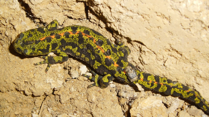 Un Atlas de la Biodiversité au service du territoire de l’Astarac Arros en Gascogne