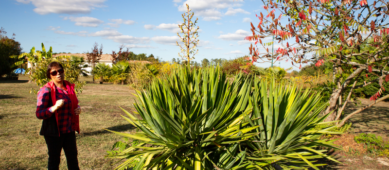 Les fleurs de yucca en gratin à Toujouse  