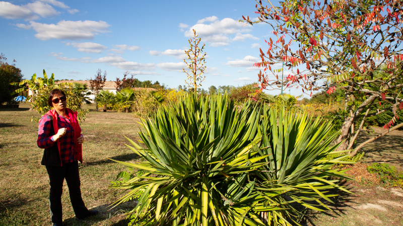 Les fleurs de yucca en gratin à Toujouse  
