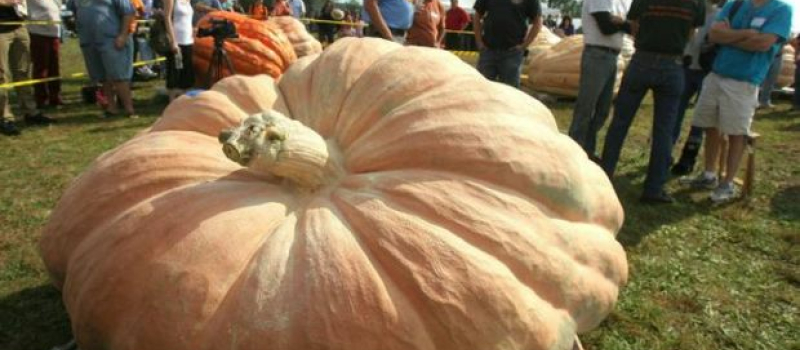Concours de la plus grosse citrouille et halloween à la fin du mois