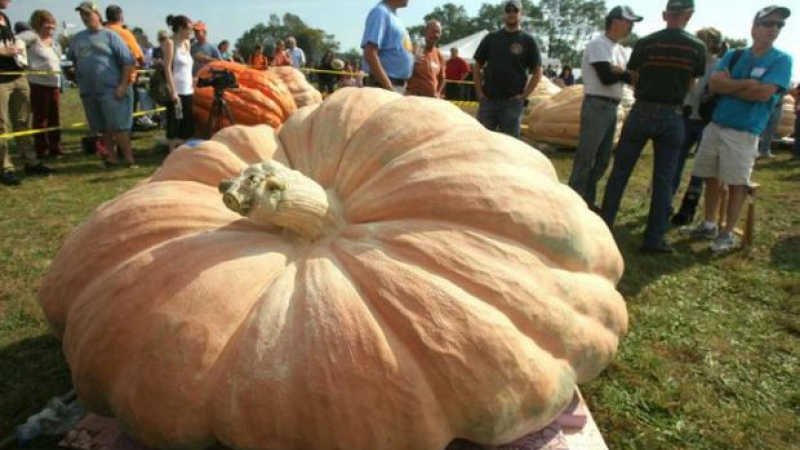Concours de la plus grosse citrouille et halloween à la fin du mois