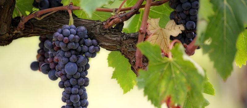 "La viticulture recrute !" : 2ème édition