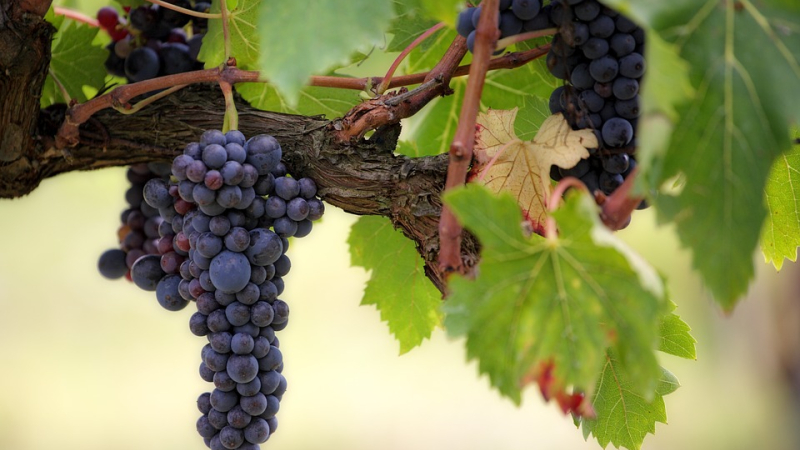 "La viticulture recrute !" : 2ème édition