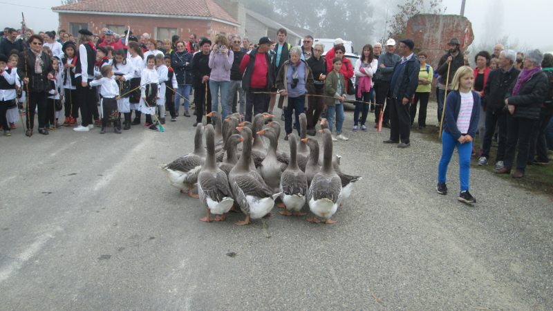 Une tradition à Riguepeu  : la foire aux oies