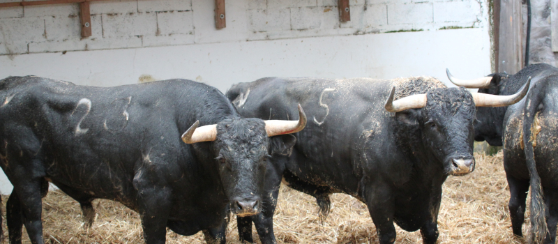 Visite des toros pour la feria 2019