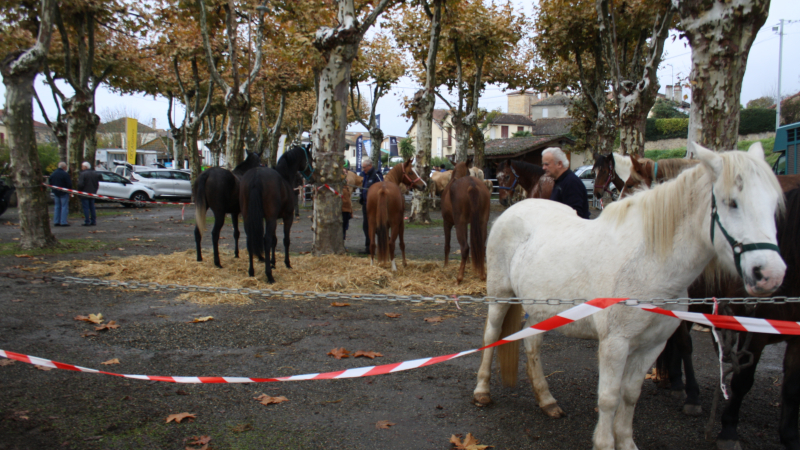 La Foire du 11 Novembre de Riscle fête cette année ses 20 ans sur le thème «du pré à l'assiette»