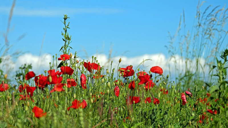 Nous voulons des coquelicots