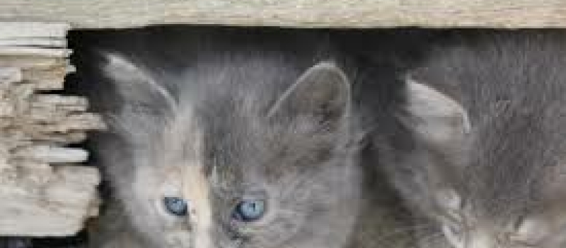 L'Abandon des animaux est répréhensible et peut être sanctionné
