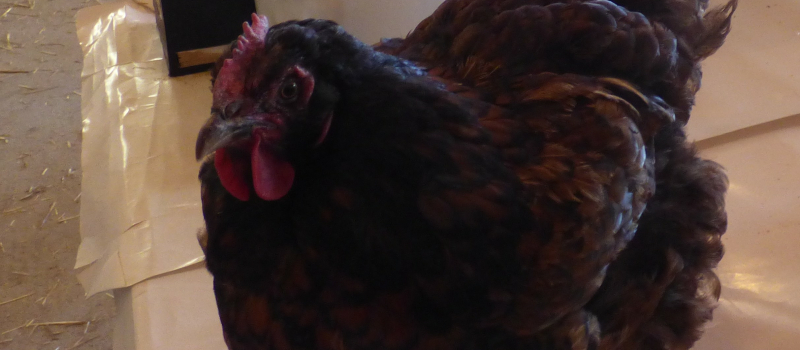 Le dernier marché aux animaux de compagnie de l'année