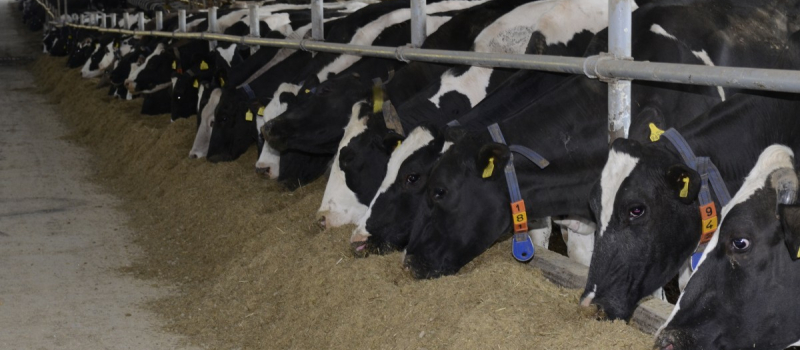 Greenpeace dénonce les "fermes usines" en France