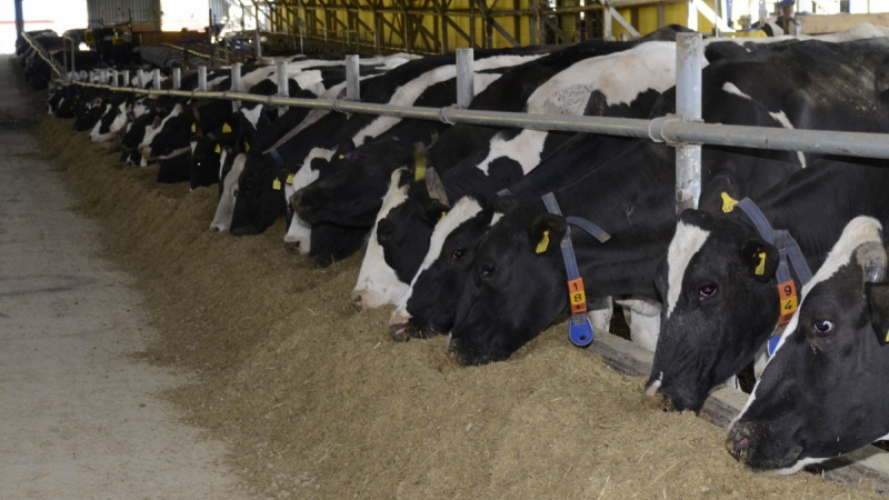 Greenpeace dénonce les "fermes usines" en France