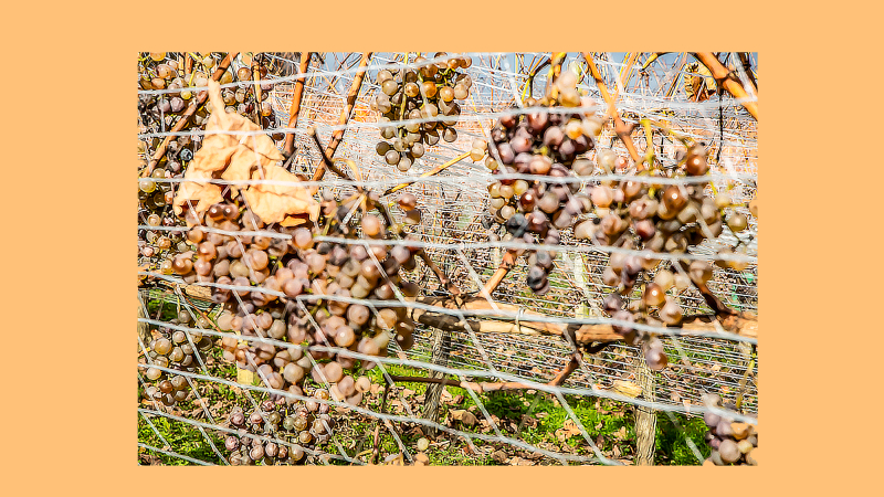 25èmes vendanges de l’Hivernal à Crouseilles  et Arrosès