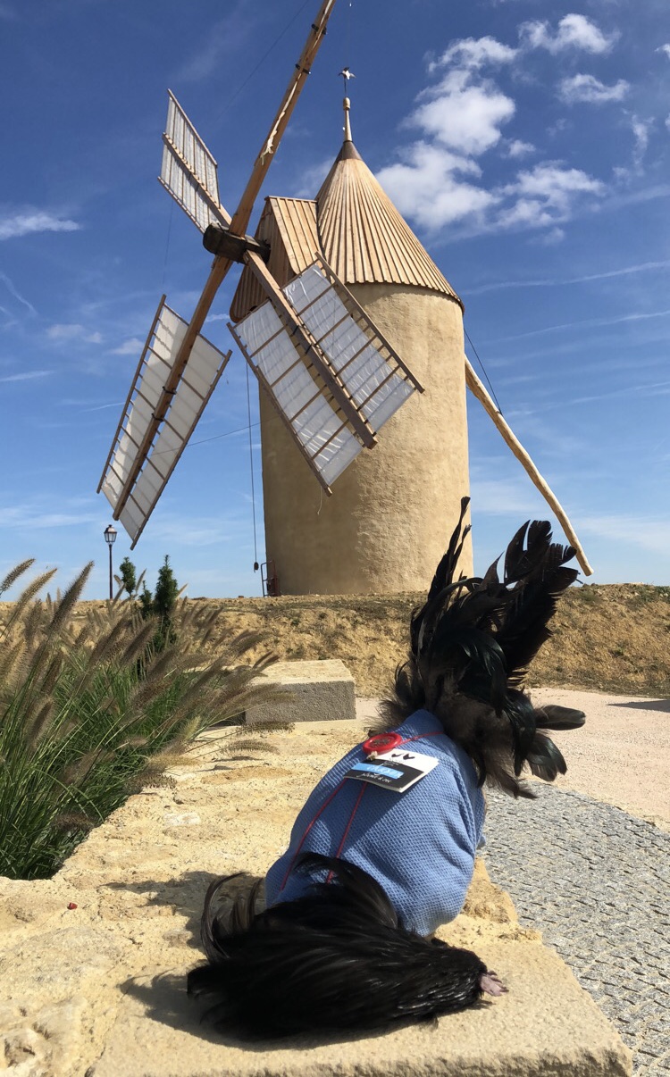 L'animal dans sa tenue de fête ! 