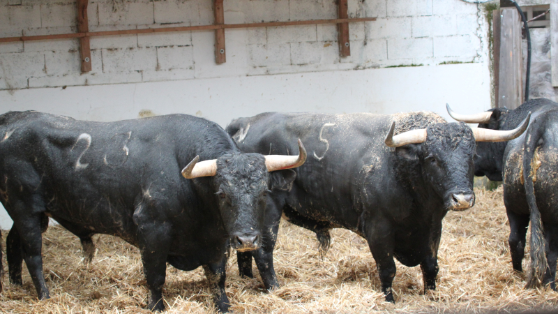 Les ganaderias pour la feria de Pentecôtavic du 8 au 10 juin