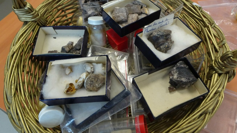 A la recherche des fossiles provenant du site de Sansan 