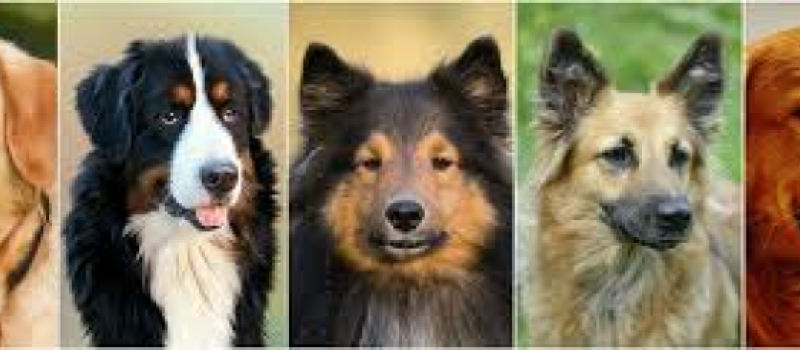 Les chiens préférés des français