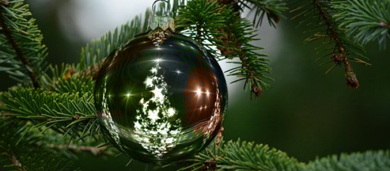Votre sapin de Noël ... il peut encore être utile