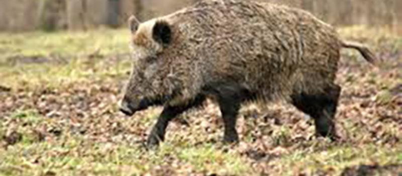Un sanglier charge un chasseur