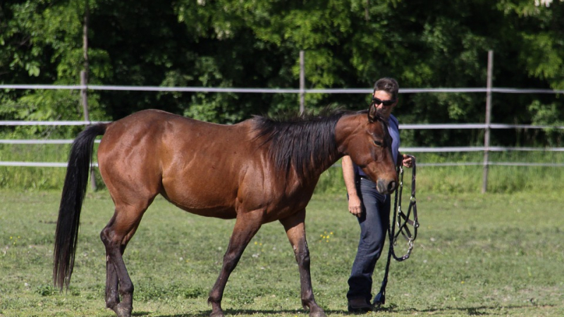 Formation sur le dressage du cheval