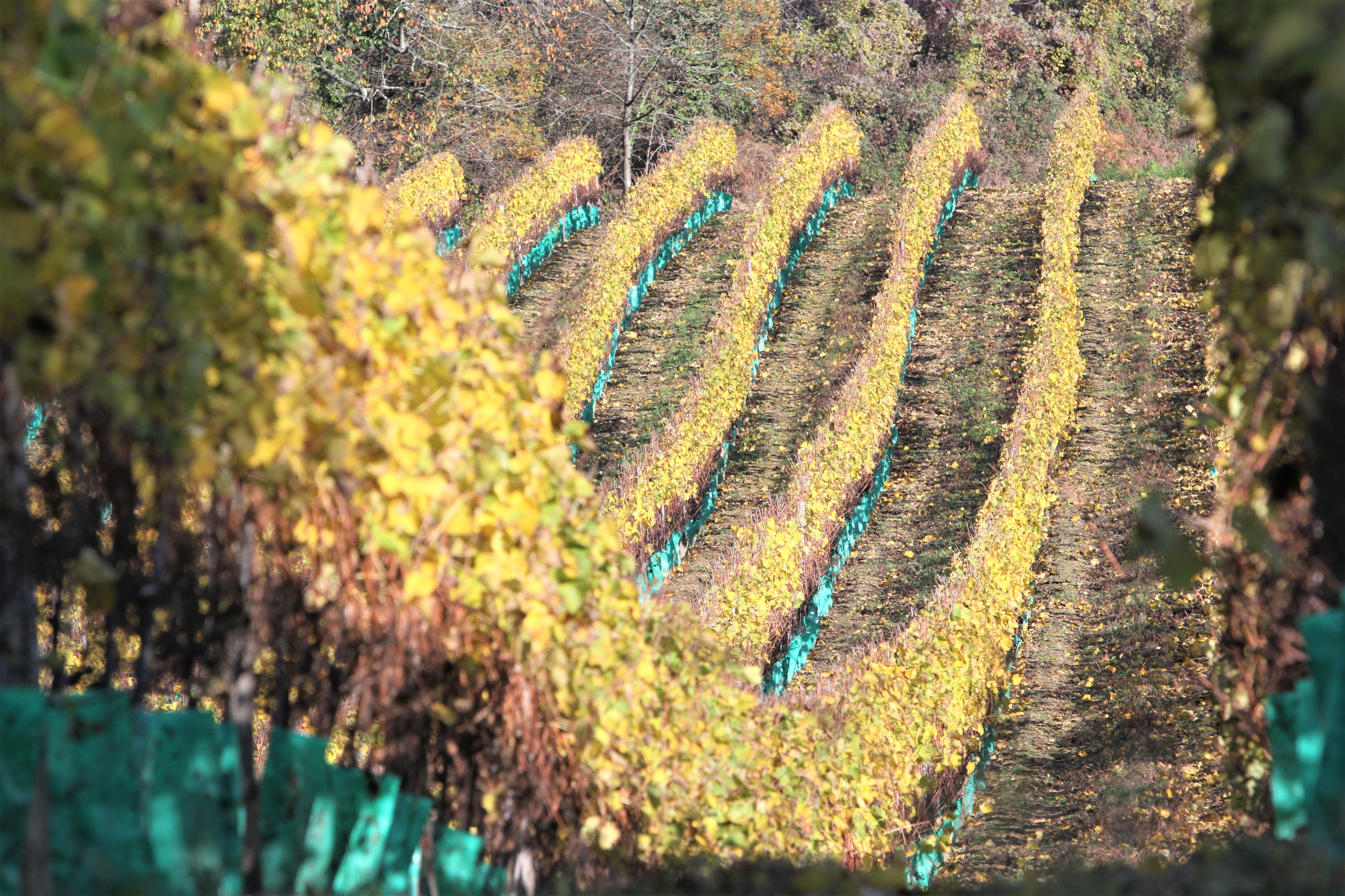 De 2015 à 2018, environ 17149 ha de vignes ont été prospectés.
